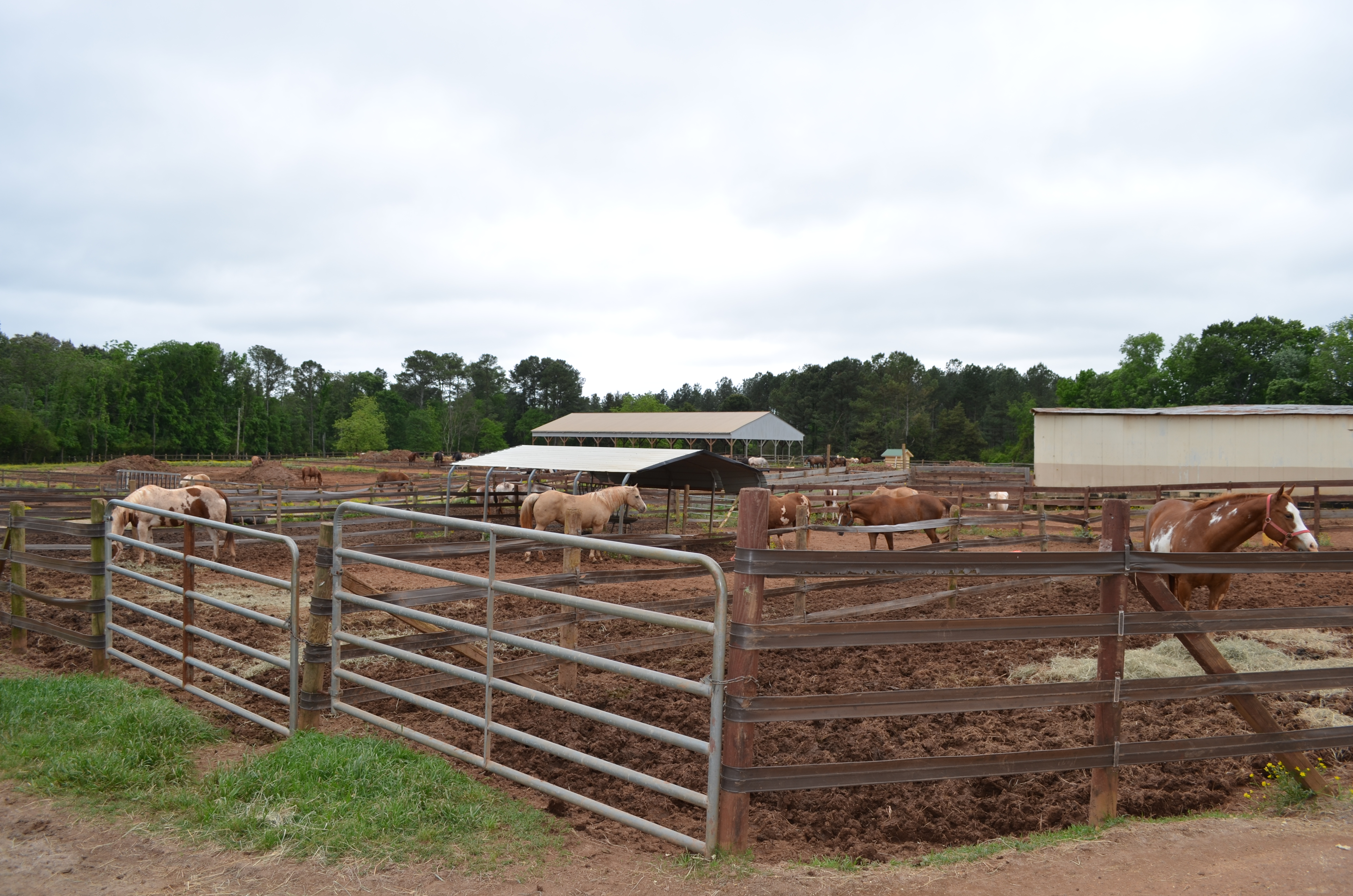./2013/Southern Cross Ranch/DSC_2245.JPG